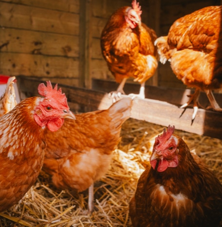 De Koebel - Assendelft Kinderopvang op de Boerderij
