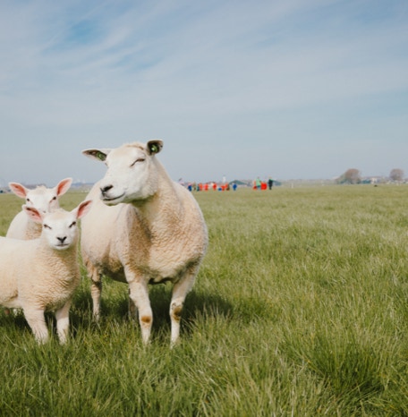 De Koebel - Assendelft Kinderopvang op de Boerderij