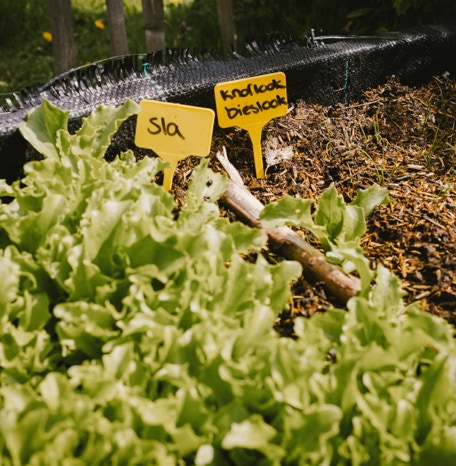 De Koebel - Assendelft Kinderopvang op de Boerderij