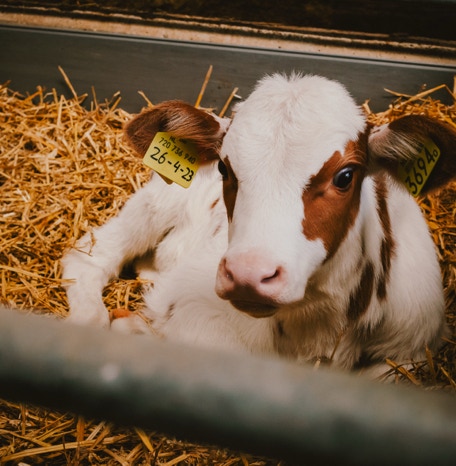 De Koebel - Assendelft Kinderopvang op de Boerderij